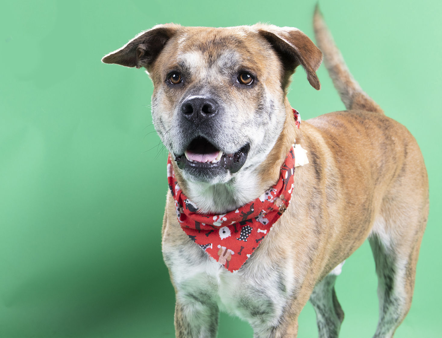 Last week's pet, still available: Marley